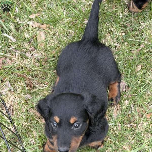 Fudge(Mini), Dachshund Puppy