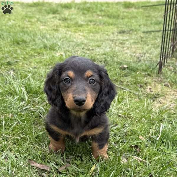 Cinnamon(Mini), Dachshund Puppy
