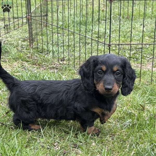 Cupcake(Mini), Dachshund Puppy