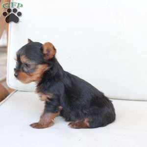 Sunny, Yorkie Puppy