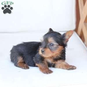 Sunny, Yorkie Puppy