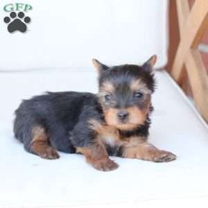 Sunny, Yorkie Puppy