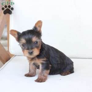 Sunny, Yorkie Puppy