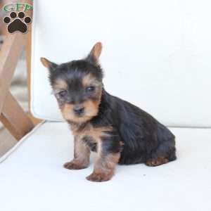 Sunny, Yorkie Puppy