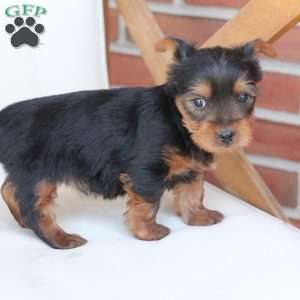 Cleo, Yorkie Puppy