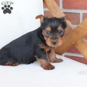 Cleo, Yorkie Puppy
