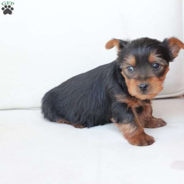 Cleo, Yorkie Puppy