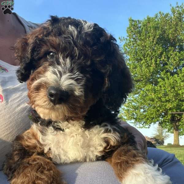 Karson, Mini Bernedoodle Puppy