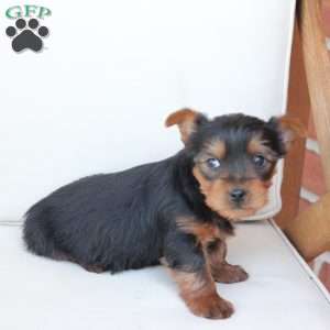 Cleo, Yorkie Puppy