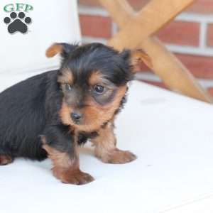 Cleo, Yorkie Puppy