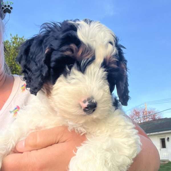 Kenny, Mini Bernedoodle Puppy
