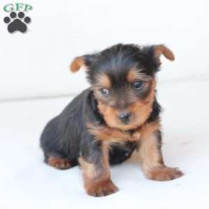 Cleo, Yorkie Puppy