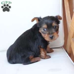 Cleo, Yorkie Puppy