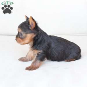 Sunny, Yorkie Puppy