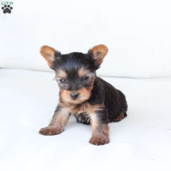 Sunny, Yorkie Puppy