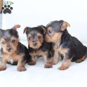 Bentley, Yorkie Puppy