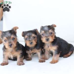 Bentley, Yorkie Puppy