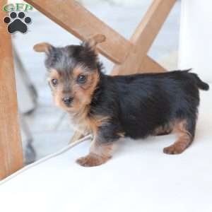 Bentley, Yorkie Puppy