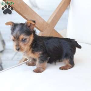 Bentley, Yorkie Puppy