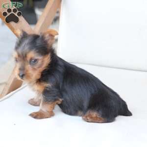 Bentley, Yorkie Puppy