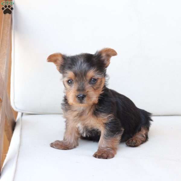 Bentley, Yorkie Puppy