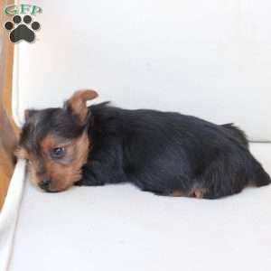 Bentley, Yorkie Puppy