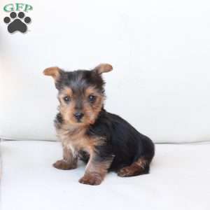 Bentley, Yorkie Puppy