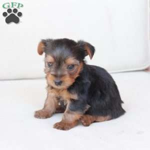 Oliver, Yorkie Puppy