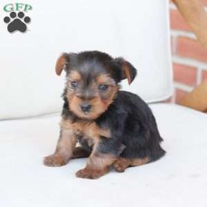 Oliver, Yorkie Puppy