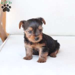 Oliver, Yorkie Puppy