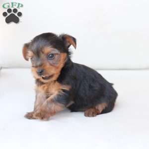 Oliver, Yorkie Puppy