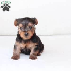 Oliver, Yorkie Puppy