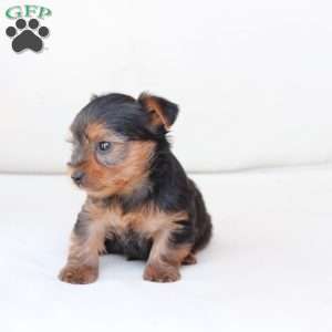 Oliver, Yorkie Puppy