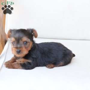 Oliver, Yorkie Puppy