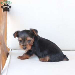 Oliver, Yorkie Puppy