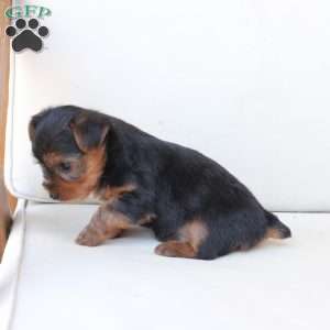 Oliver, Yorkie Puppy