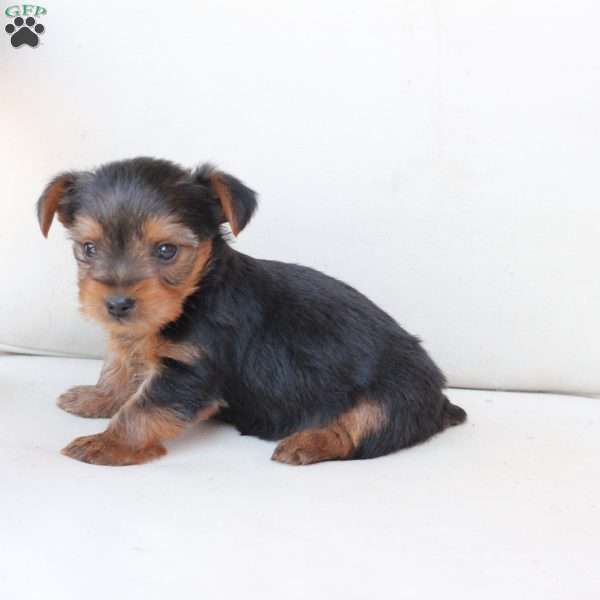 Oliver, Yorkie Puppy