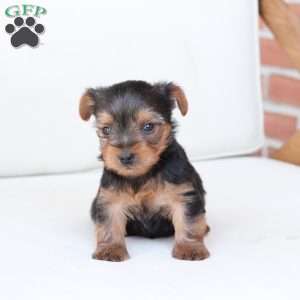 Oliver, Yorkie Puppy