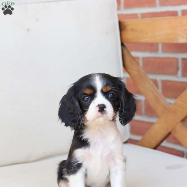 Emerald, Cavalier King Charles Spaniel Puppy