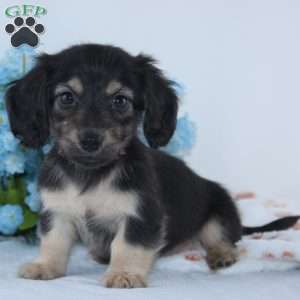 Garrison, Dachshund Puppy
