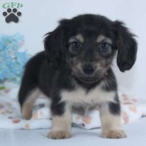 Garrison, Dachshund Puppy