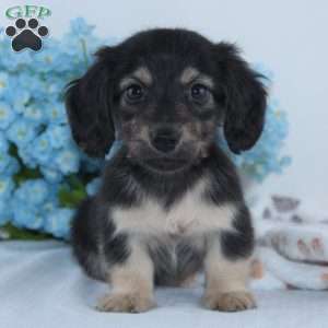 Garrison, Dachshund Puppy