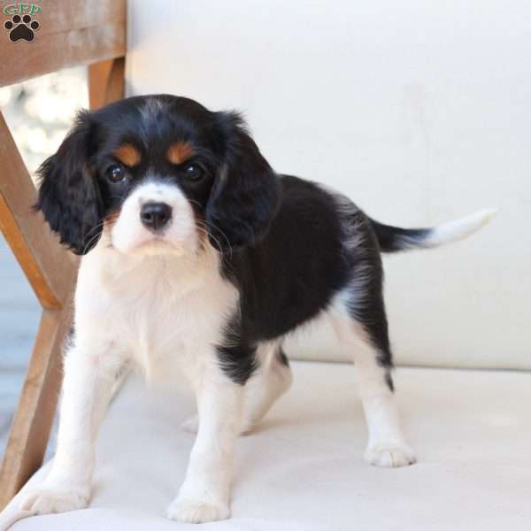 Squish, Cavalier King Charles Spaniel Puppy