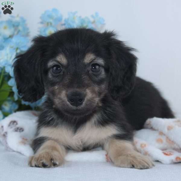 Garrison, Dachshund Puppy