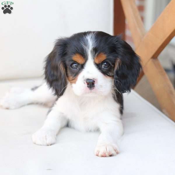 Ivan, Cavalier King Charles Spaniel Puppy