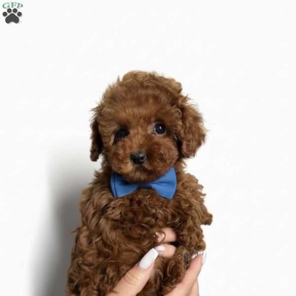 Tiny Leo, Toy Poodle Puppy