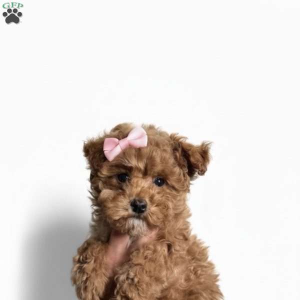 Tiny Lulu, Toy Poodle Puppy