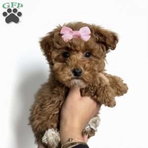 Tiny Lulu, Toy Poodle Puppy