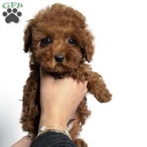 Tiny Leo, Toy Poodle Puppy