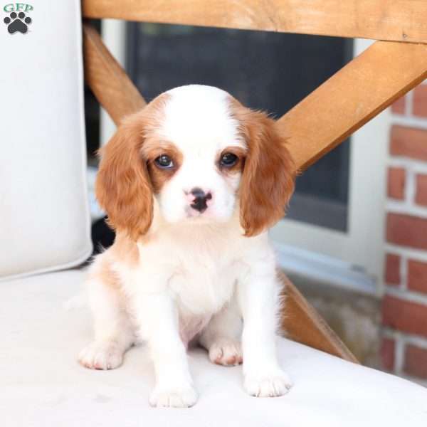 Caramel, Cavalier King Charles Spaniel Puppy